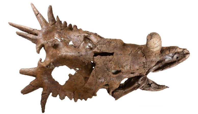 不对称的恐龙头骨发现转动他们的头部古生物学假设
