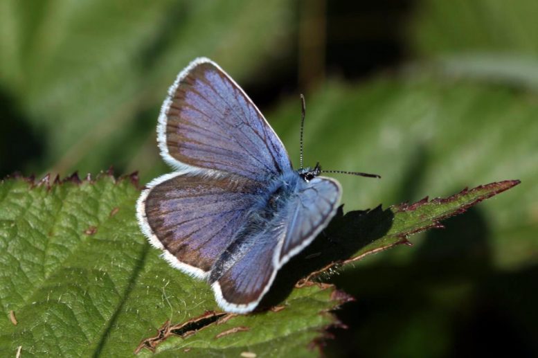 科学家发现为什么气候变化正在威胁着一些英国蝴蝶