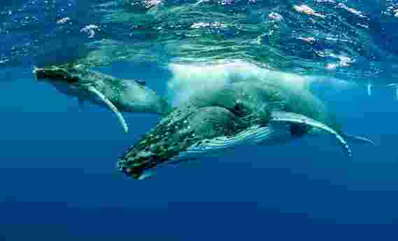 从灭绝的边缘恢复，驼背鲸人口升高于预期