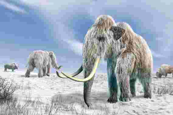 新证据支持的关于冰龄动物灭绝的有争议理论