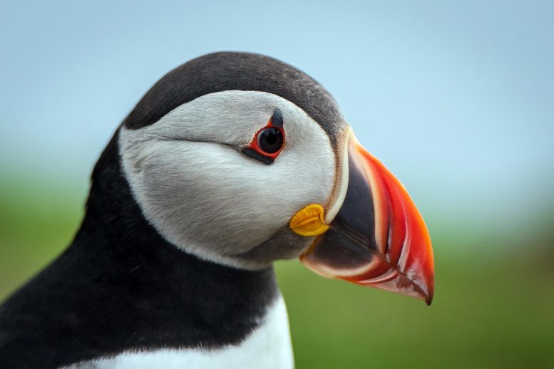 Puffins大喙帮助他们保持酷