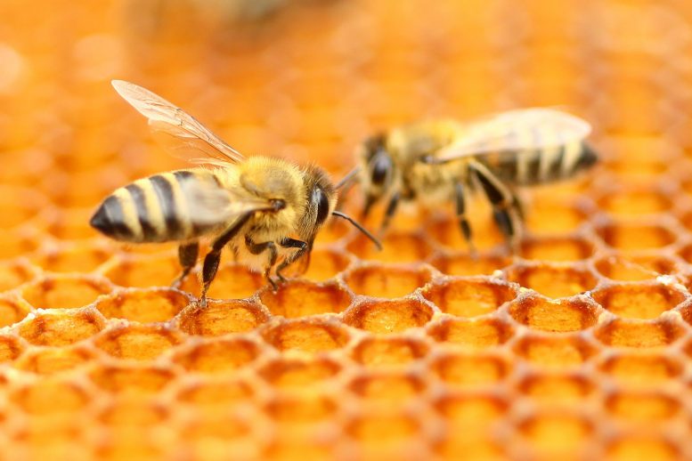 研究人员关于澳大利亚蜂蜜高水平抗菌活性的研究