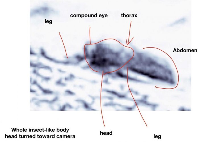 照片显示火星的生命证据：昆虫和爬行动物的化石和生物