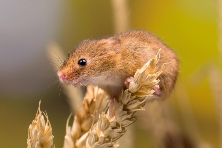 科学家测量老鼠的性格并将其特征映射到他们的遗传学上