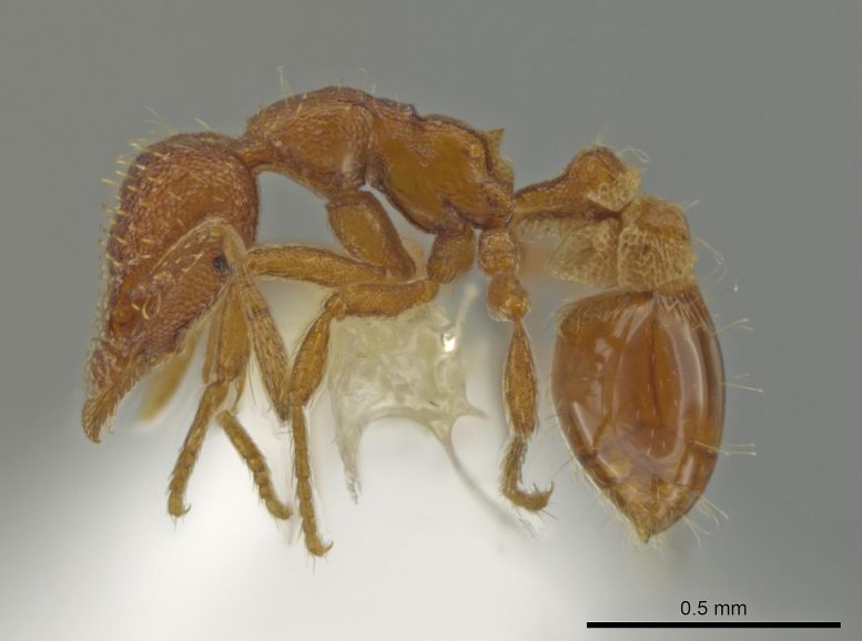 在命运的扭曲中，蚂蚁专家在他自己的后院中发现了不同的新物种