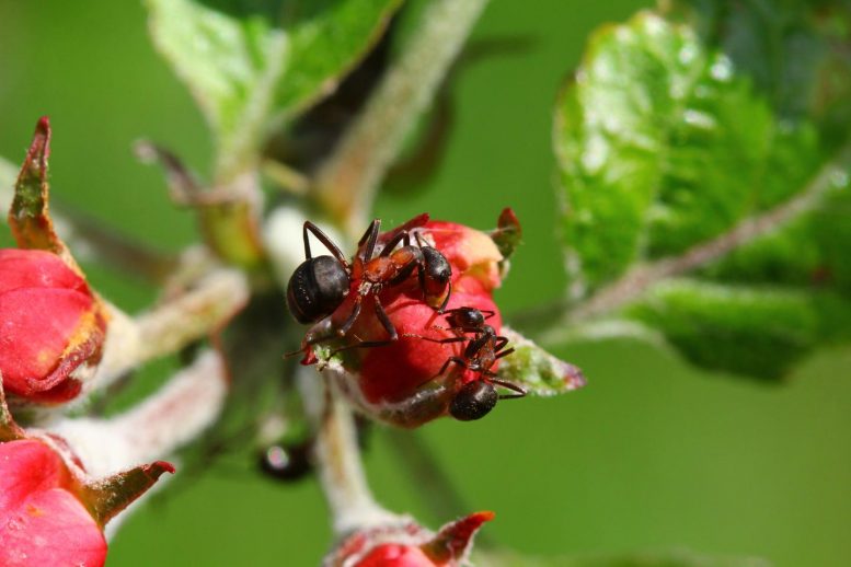 蚂蚁通过分泌抗生素来抗击植物疾病 - 农业使用的潜力