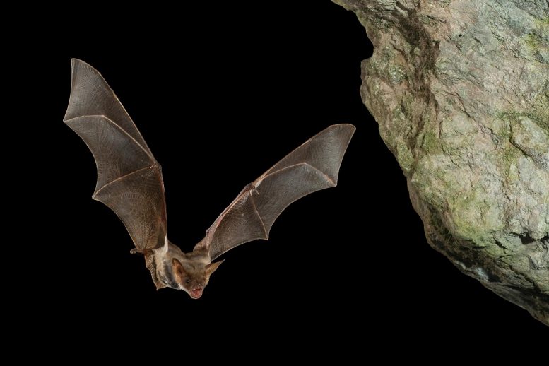 蝙蝠警告：从蝙蝠到人类的跨种类病毒传播的证据