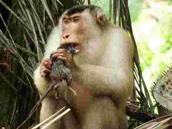 这些大鼠吃的猴子正在帮助保护棕榈油收获