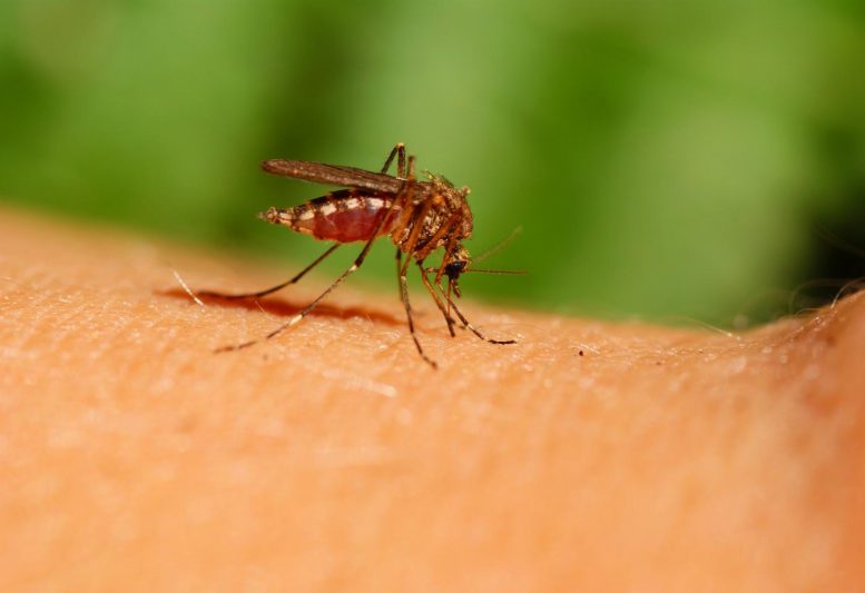 蚊子警告：随着气候变化，严重传染病的风险增加