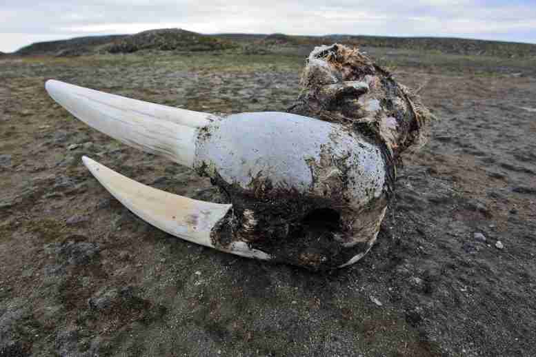 狩猎和象牙贸易可能使冰岛海象灭绝