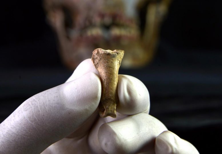 研究人员找到了最后一条尼安德特人的项链-这是它制成的