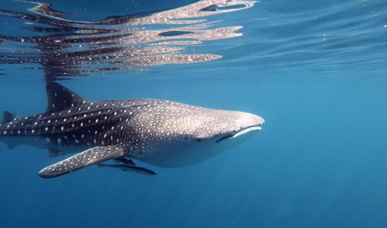 六年鲸鲨研究提供了新的行为和保护洞察力[视频]