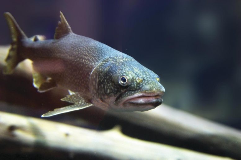 大湖鱼中汞含量高的外来入侵物种