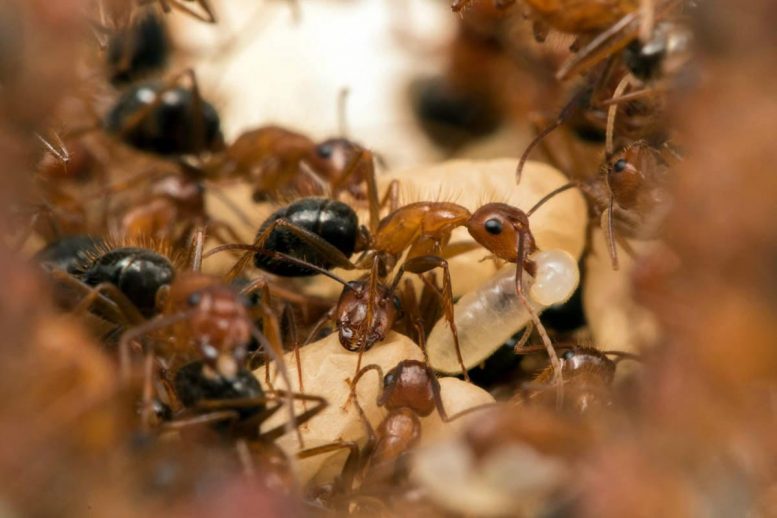 在佛罗里达州的僵尸蚂蚁 - 真菌感染接管蚂蚁的大脑
