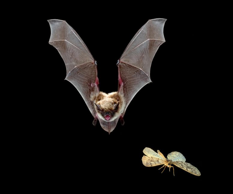 野火使蝙蝠受益–研究使用声学测量技术跟踪回声模式