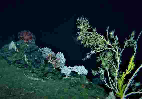 首次揭示深海珊瑚群落的增长率