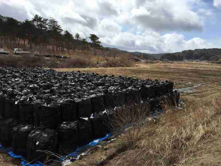 福岛土壤净化：得到教训