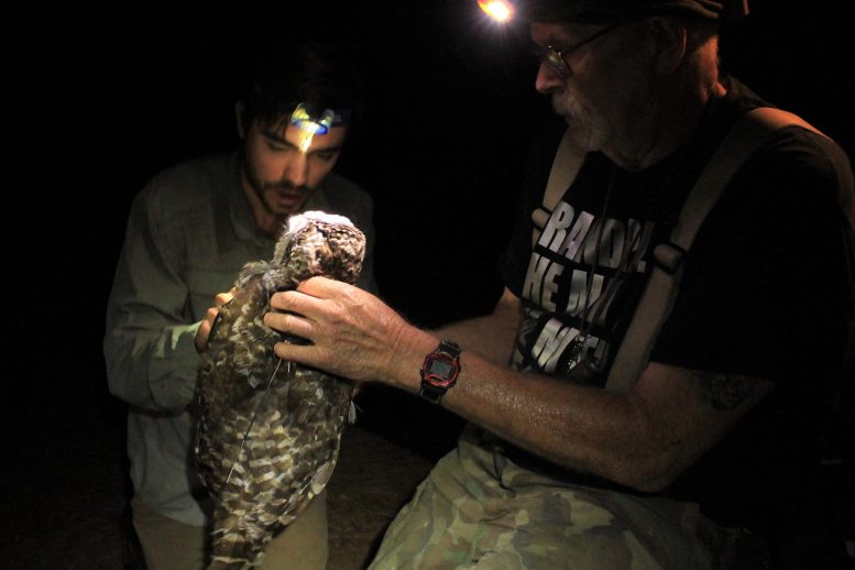保护加利福尼亚州的野生动物生物学家推荐的猫头鹰的紧急行动
