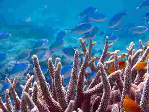 科学家们错了—气候变化对海洋酸化没有影响的珊瑚礁鱼