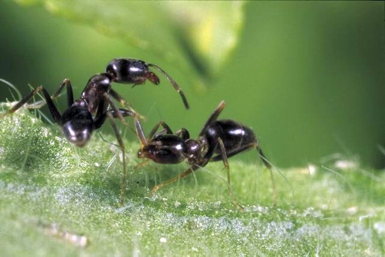 蚂蚁的社交互动影响病原菌竞争的第一个证据