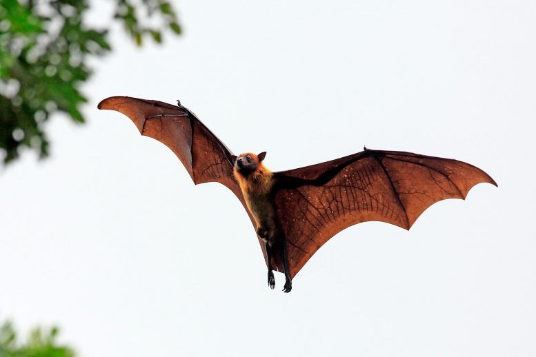 在塞拉利昂蝙蝠中发现埃博拉样马尔堡病毒