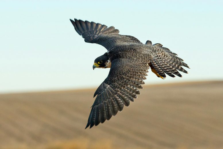 猎鹰队看到猎物超过200英里/小时 - 一级方程式赛车的速度