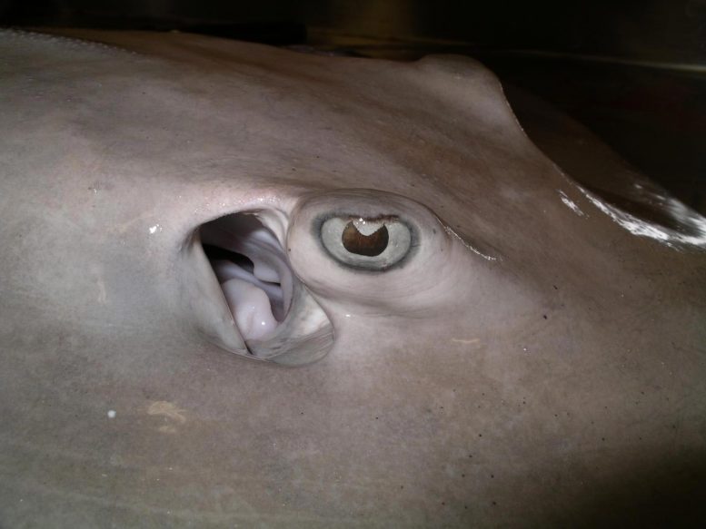 引人入胜的鲨鱼和Ray Vision进化研究揭示了鲨鱼看不到颜色