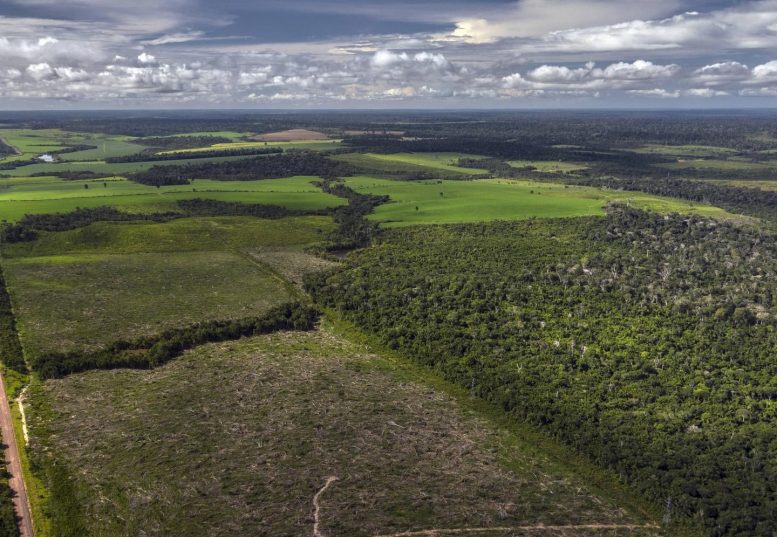 亚马逊森林的复苏远比想象的要慢–可能需要一个多世纪的时间才能完全恢复