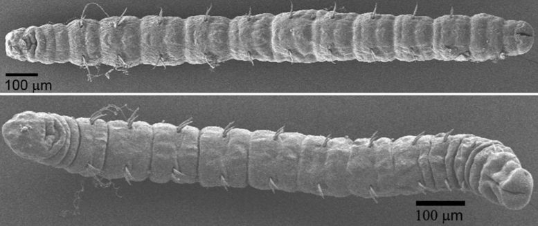 研究人员发现，尽管进化了1.4亿年，但自恐龙时代以来，“鬼蠕虫”几乎没有改变