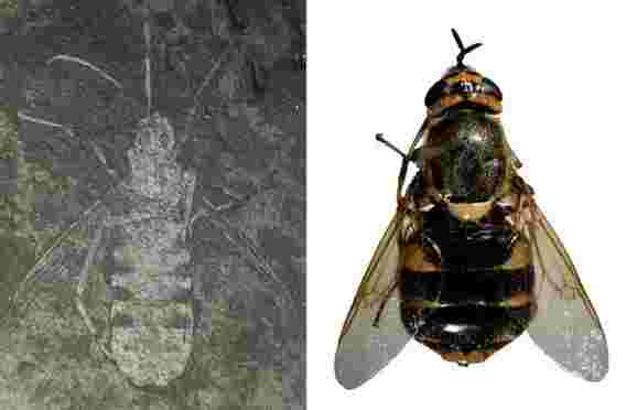 发现古老的模仿黄蜂的苍蝇-以PSY的“江南风格”命名
