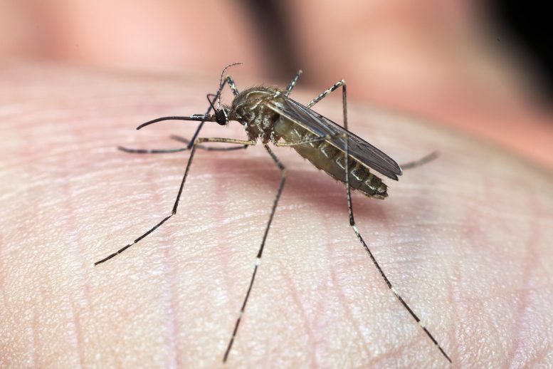 蚊子通过腿上的毒素感抗杀虫剂