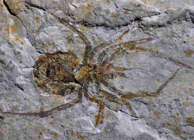古老的“巨型蜘蛛”化石使古生物学家大吃一惊-侦探作品揭示了一个骗局