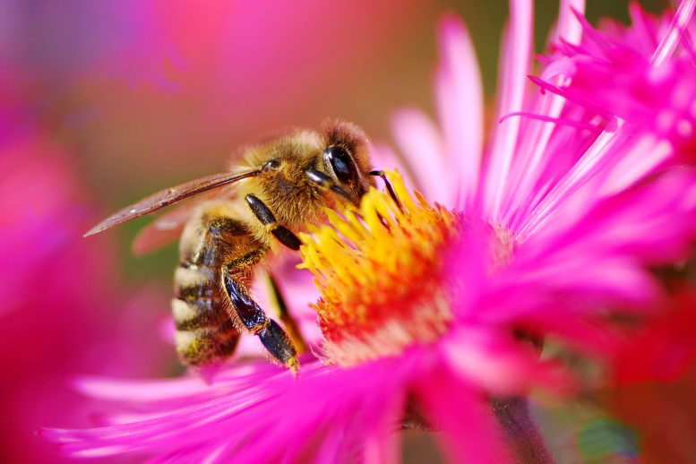 蜜蜂的坏消息：杀虫剂的增长得多