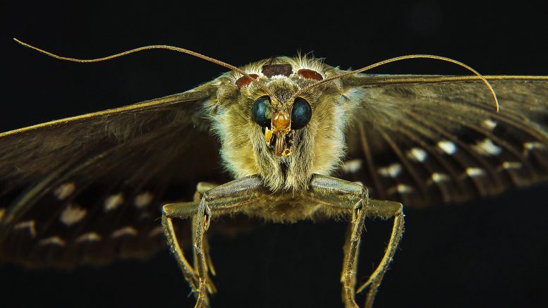 反捕食者进化：懒惰的蛾子味道令人作呕