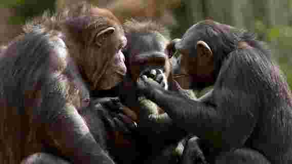 当任务很复杂时，黑猩猩更有可能教导技能和分享工具