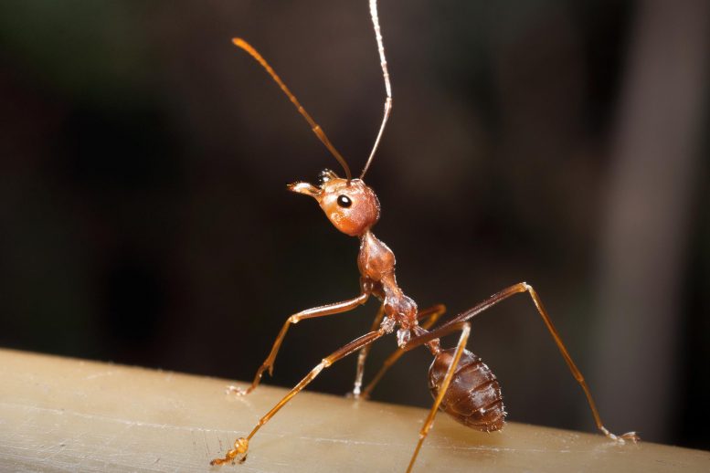 蚂蚁和男人：蚂蚁行为和政治极化可能由相同的过程驱动