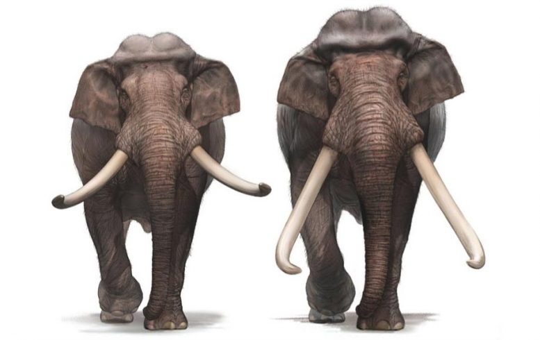 巨型直刺象大象的兴趣细节在新的研究中编年如此