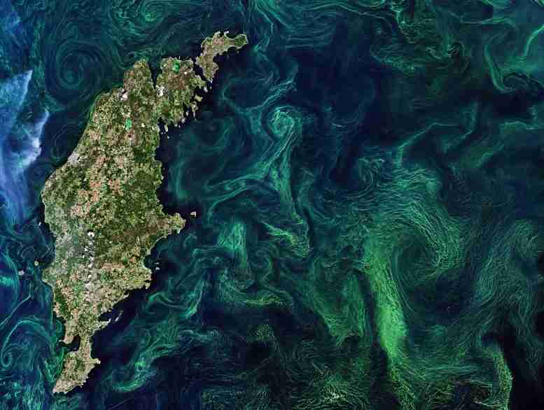 从太空看旋流的绿藻在波罗的海中绽放[视频]