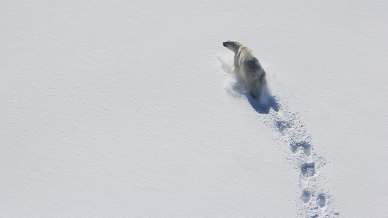 由于Baffin Bay较少的海冰，北极熊瘦且幼崽
