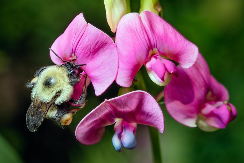 大黄蜂在气候混乱时灭绝 - “我们现在已经进入了世界第六次灭绝事件”