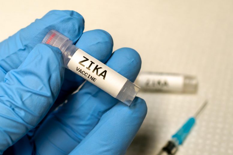 陆军开发的实验Zika疫苗诱导有效的交叉中和抗体