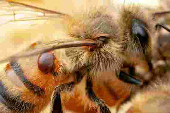 科学家转基因细菌以保护蜜蜂免受殖民地崩溃