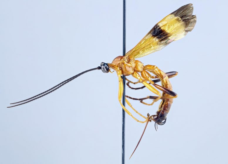 新的寄生虫黄蜂被发现，可以操纵蜘蛛的行为