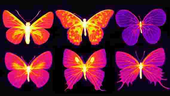 蝴蝶翅膀中的纳米结构和活细胞可以激发辐射冷却材料和先进的飞行机器
