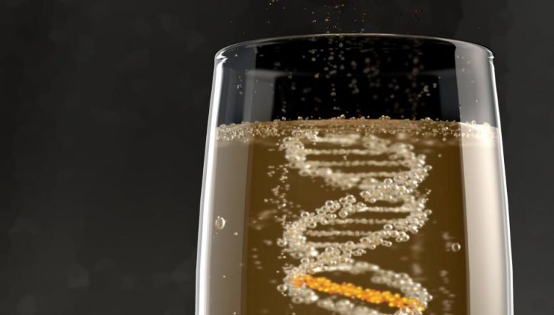 发现酒精诱导的DNA损伤的新修复机制