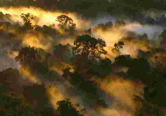 热带森林的碳水槽正在迅速削弱 - 稳定地球气候至关重要