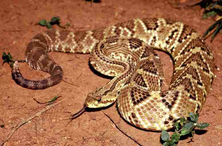 来自rattlesnake毒液的毒素配制以治疗慢性疼痛