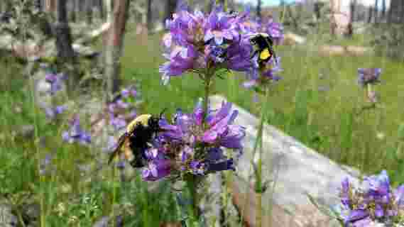 弄糟的蜜蜂最喜欢的鲜花，以帮助蜜蜂恢复