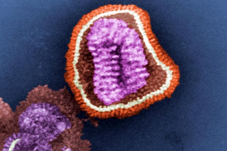 化学家发现一种关键流感蛋白的结构-突破可能导致流感治疗