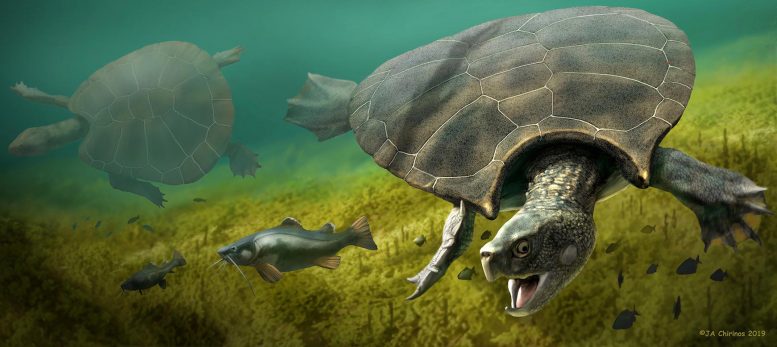 绝对巨大的灭绝龟重达2,500磅，并且巨大的角壳